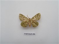 藏品(尺蛾174)的圖片